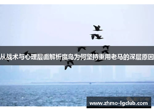 从战术与心理层面解析魔鸟为何坚持重用老马的深层原因